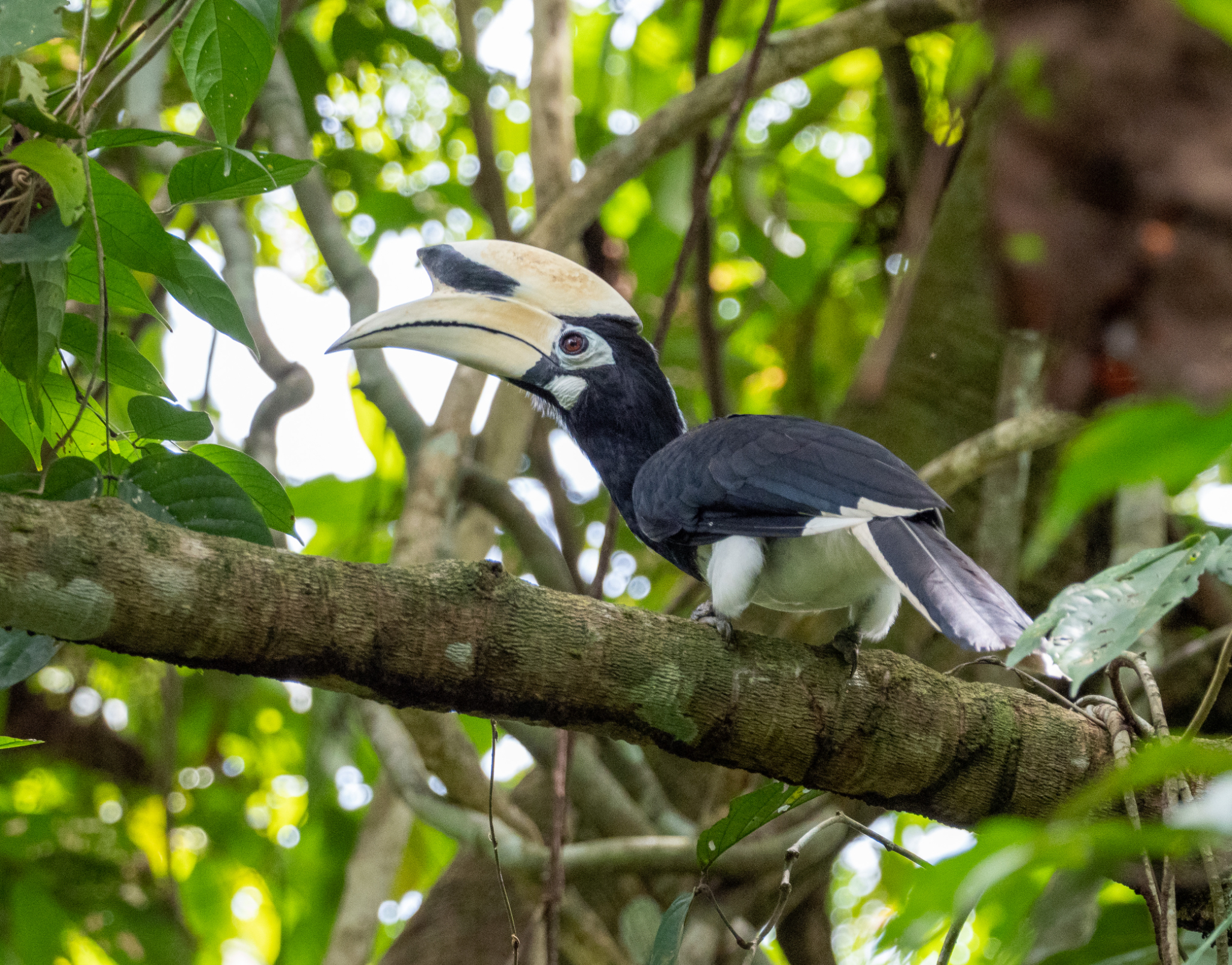 Oriental Pied Hornbill